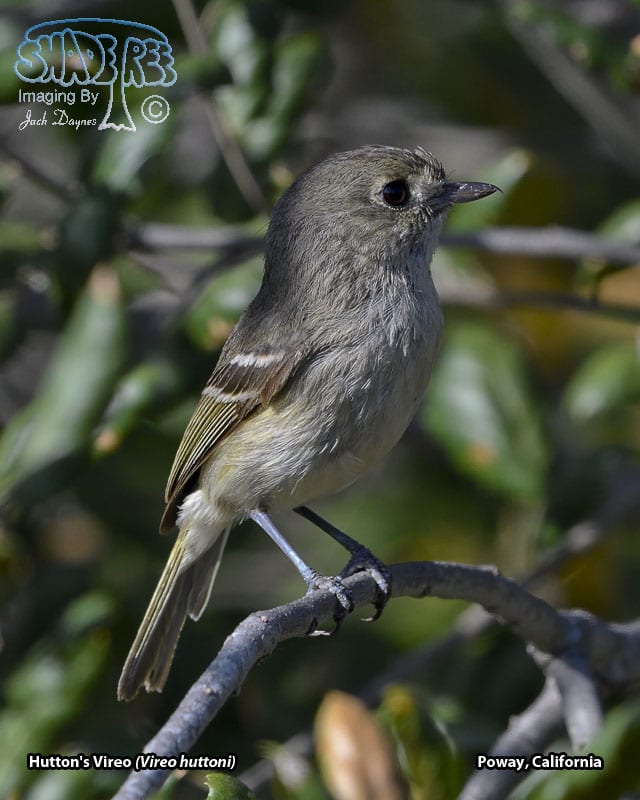 Hutton's Vireo - Vireo huttoni