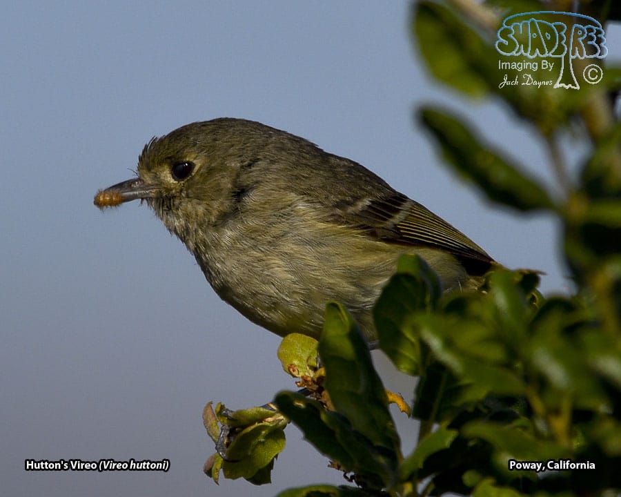 Hutton's Vireo - Vireo huttoni
