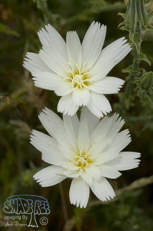 Desert Chicory - Rafinesquia neomexicana
