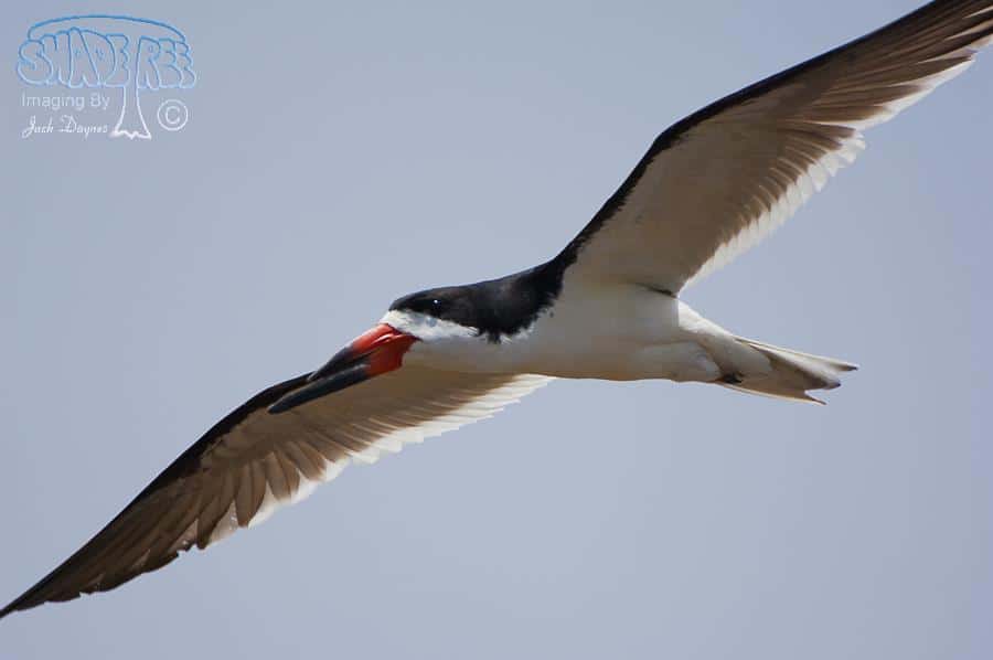 Black Skimmer - Rynchops niger