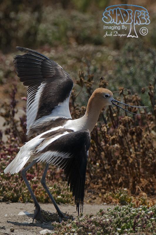 American Avocet - Recurvirostra americana