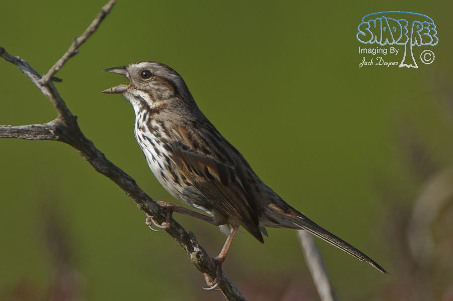 Song Sparrow - Melospiza melodia