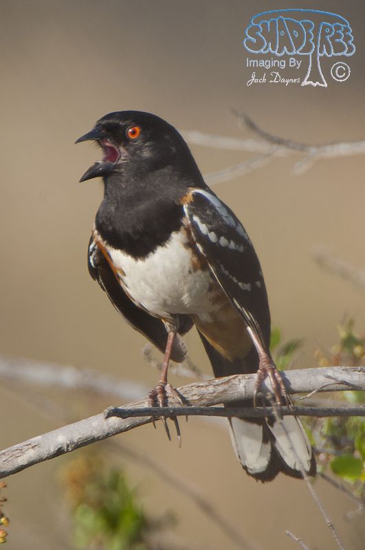 Spotted Towhee - Pipilo maculatus