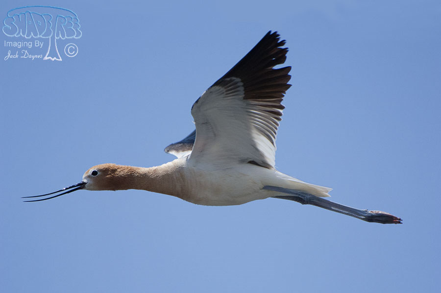 American Avocet - Recurvirostra americana