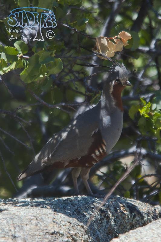 Mountain Quail - Oreortyx pictus