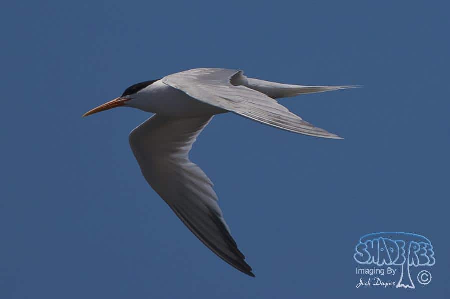 Forster's Tern - Sterna forsteri