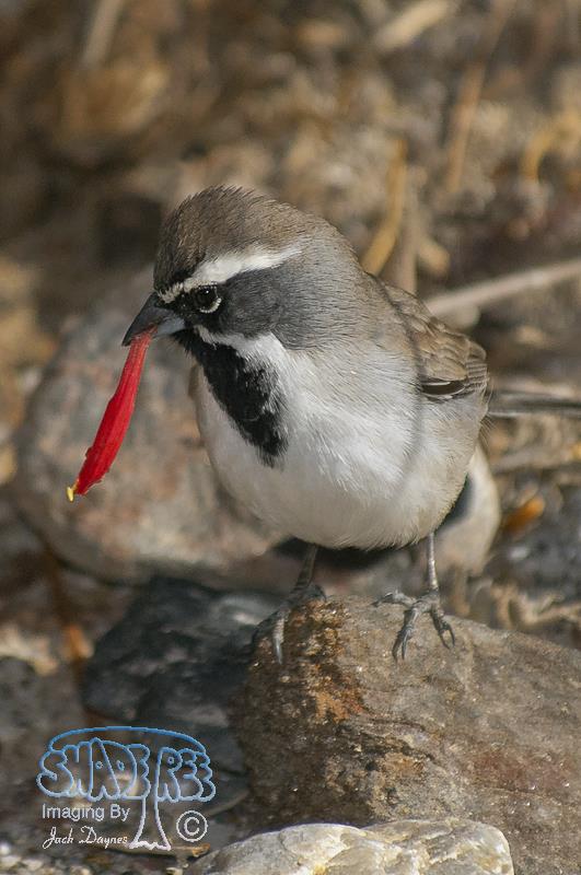 Black-throated Sparrow - Amphispiza bilineata