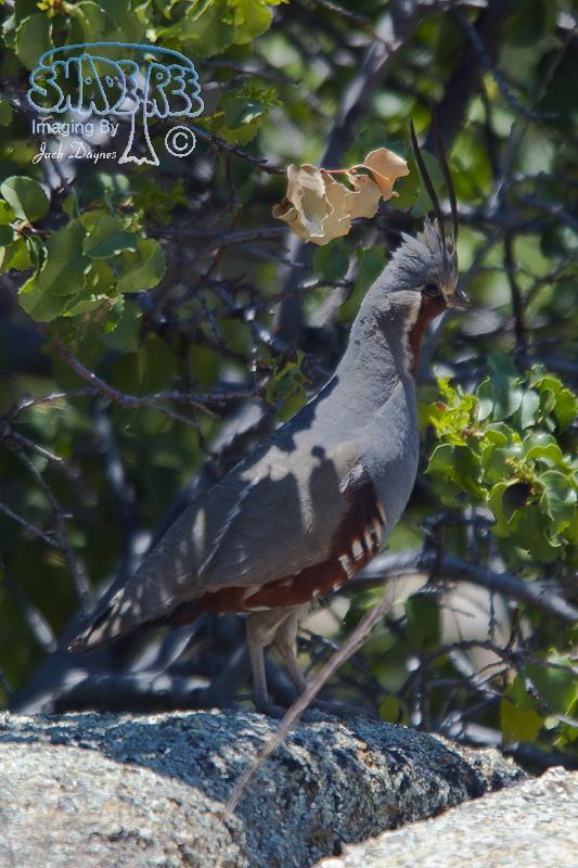Mountain Quail - Oreortyx pictus