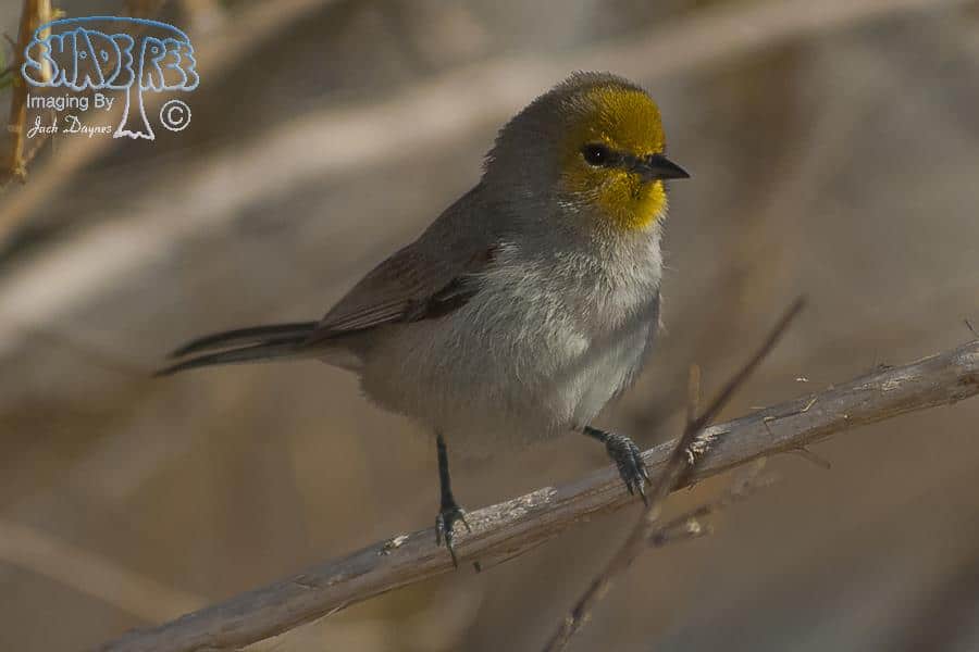 Verdin - Auriparus flaviceps