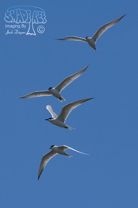 Gull-Billed Tern - Gelochelidon nilotica