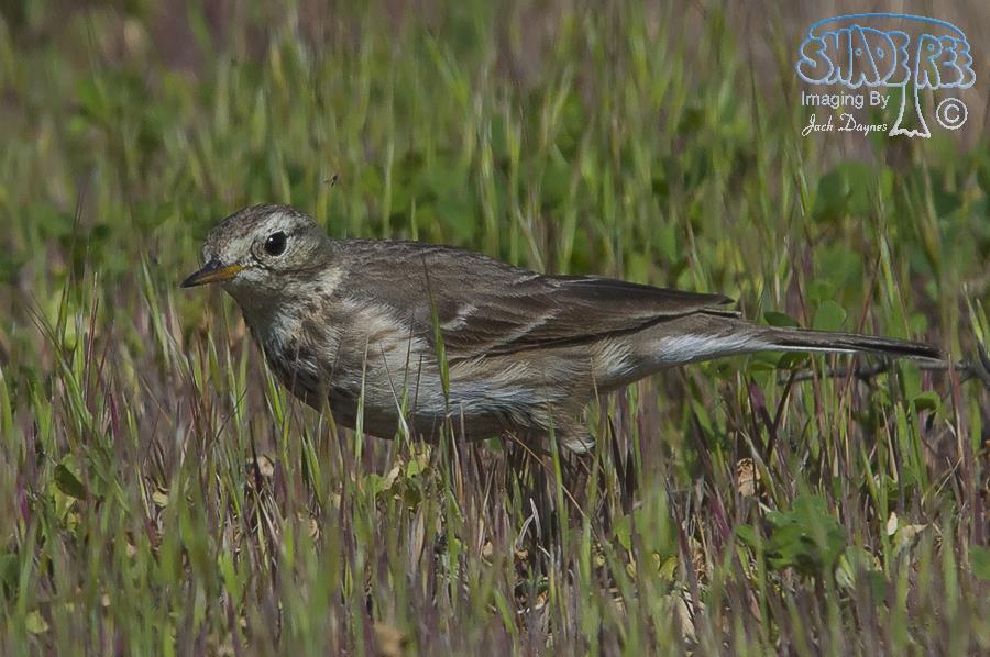 American Pipit - Anthus rubescens