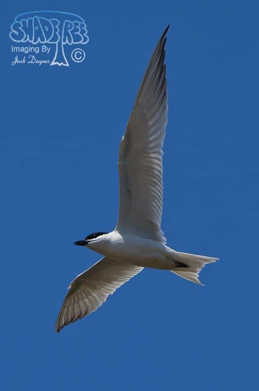 Gull-Billed Tern - Gelochelidon nilotica