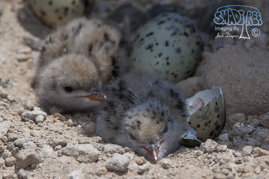 Gull-Billed Tern Chicks - Gelochelidon nilotica