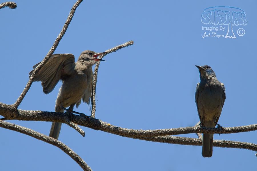 Pinyon Jay - Gymnorhinus cyanocephalus