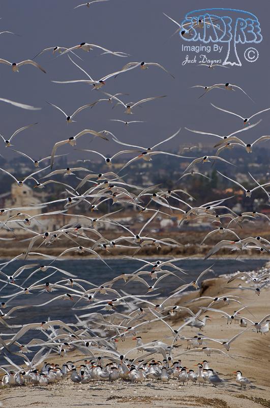 Elegant Tern - Thalasseus elegans