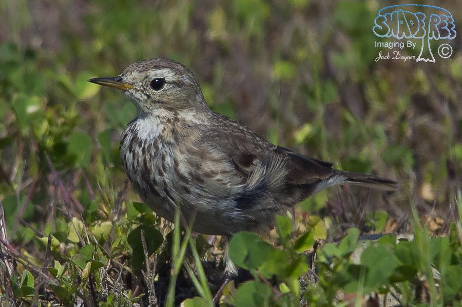 American Pipit - Anthus rubescens
