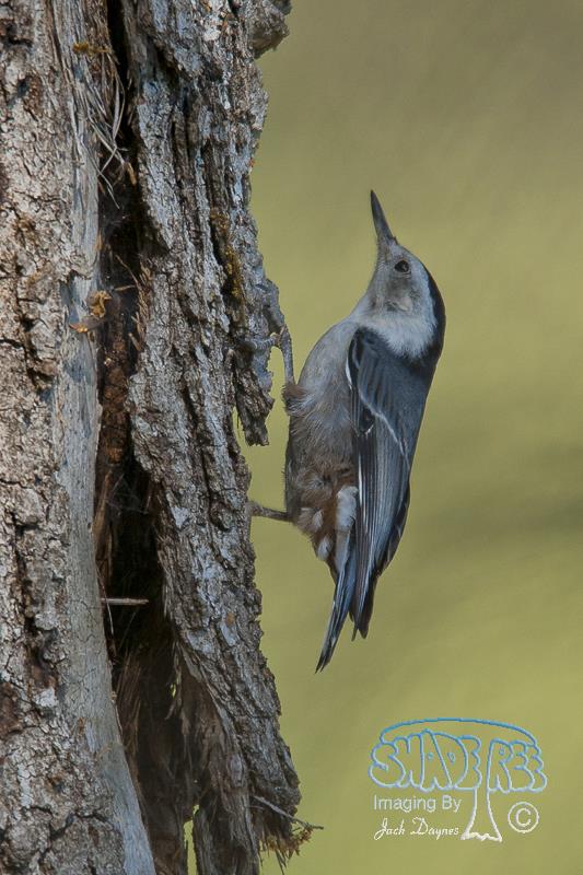 White-Breasted Nuthatch - Sitta carolinensis