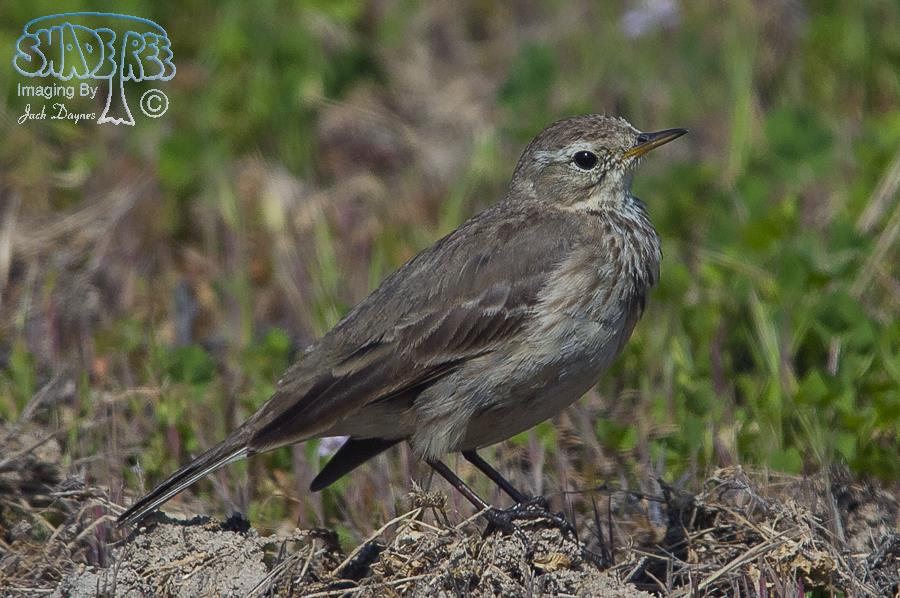 American Pipit - Anthus rubescens