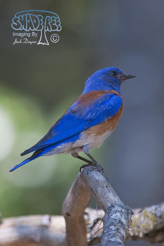 Western Bluebird - Sialia mexicana