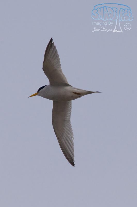 Least Tern - Sternula antillarum