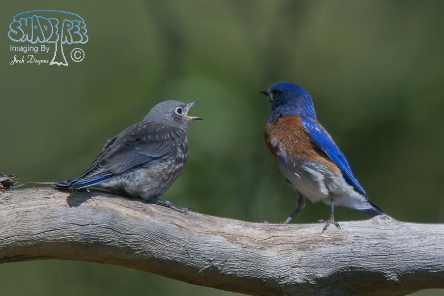 Western Bluebird - Sialia mexicana