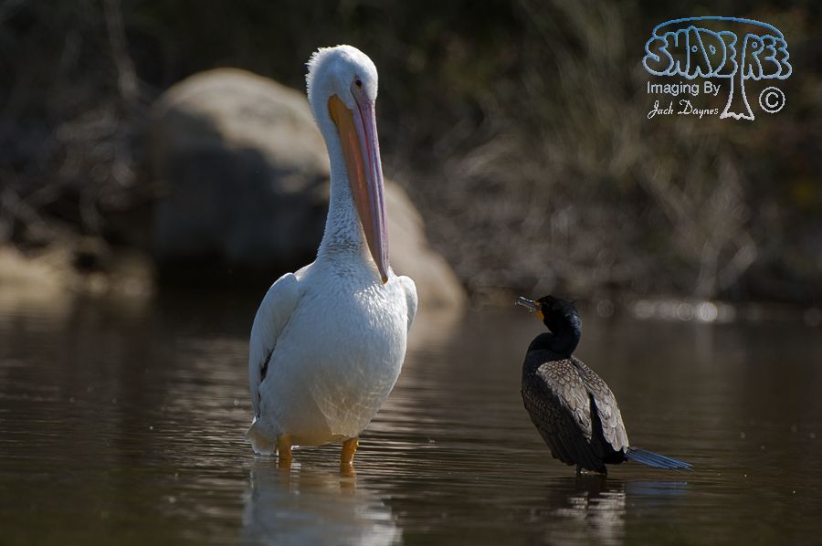 American White Pelican - Pelecanus erythrorhynchos