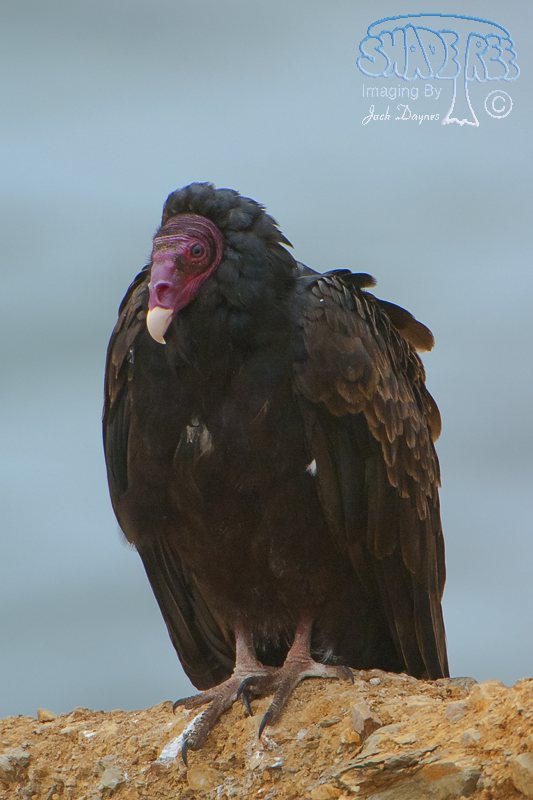 Turkey Vulture - Cathartes aura