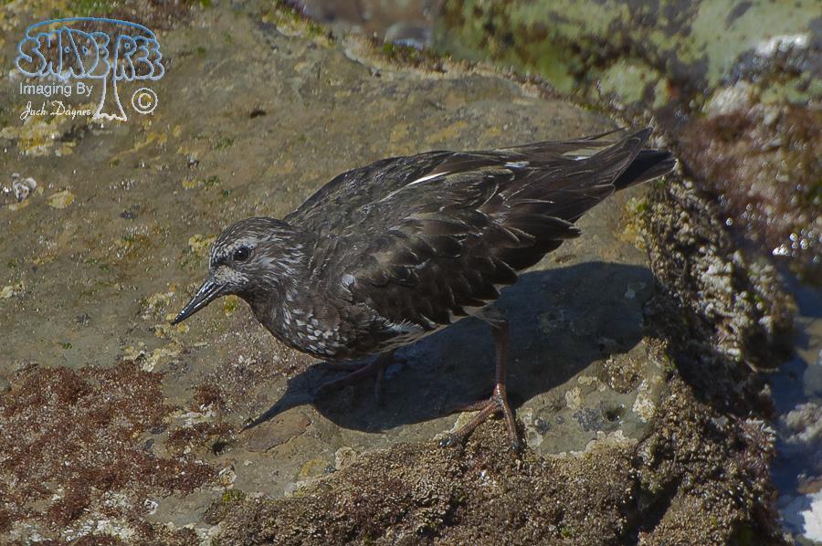 Black Turnstone - Arenaria melanocephala