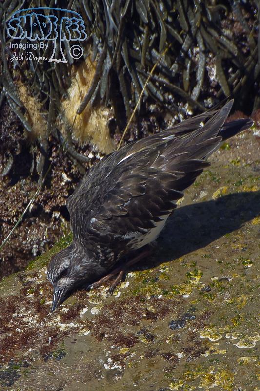 Black Turnstone - Arenaria melanocephala