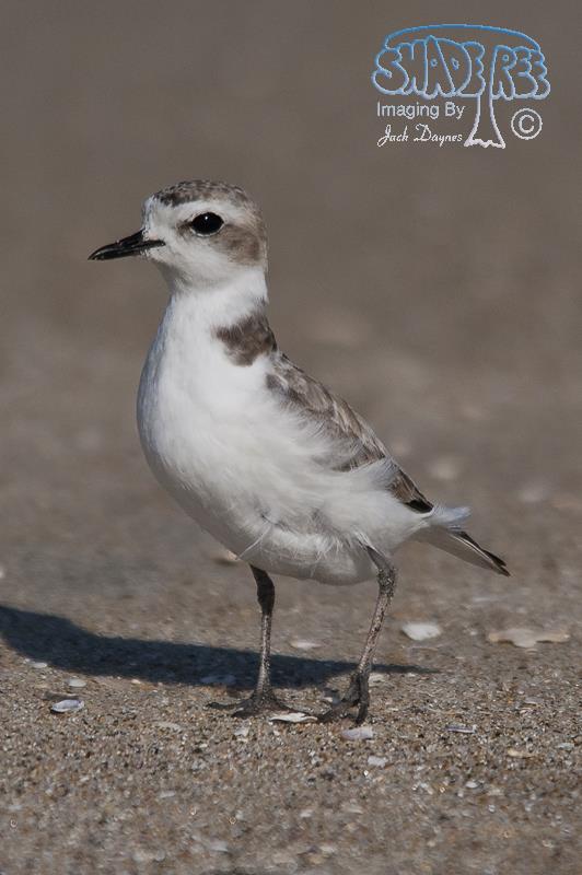 Snowy Plover - Charadrius alexandrinus