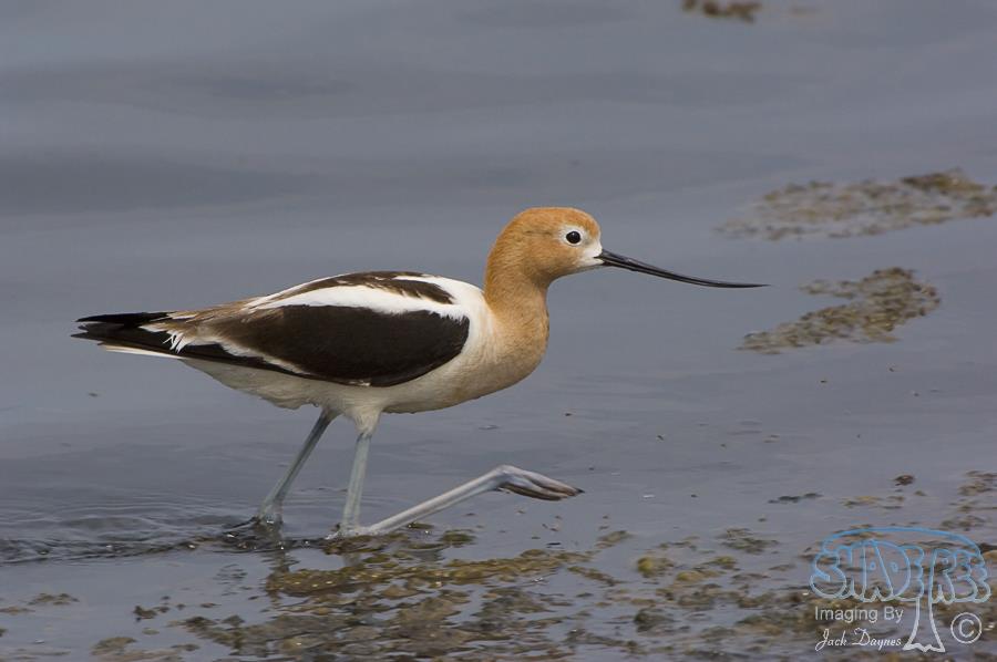 American Avocet - Recurvirostra americana