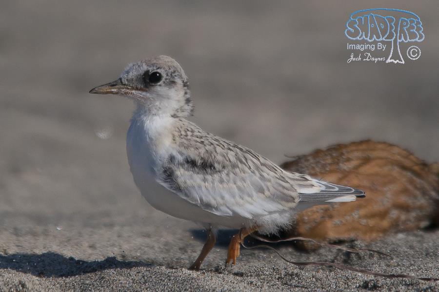 Least Tern - Sternula antillarum