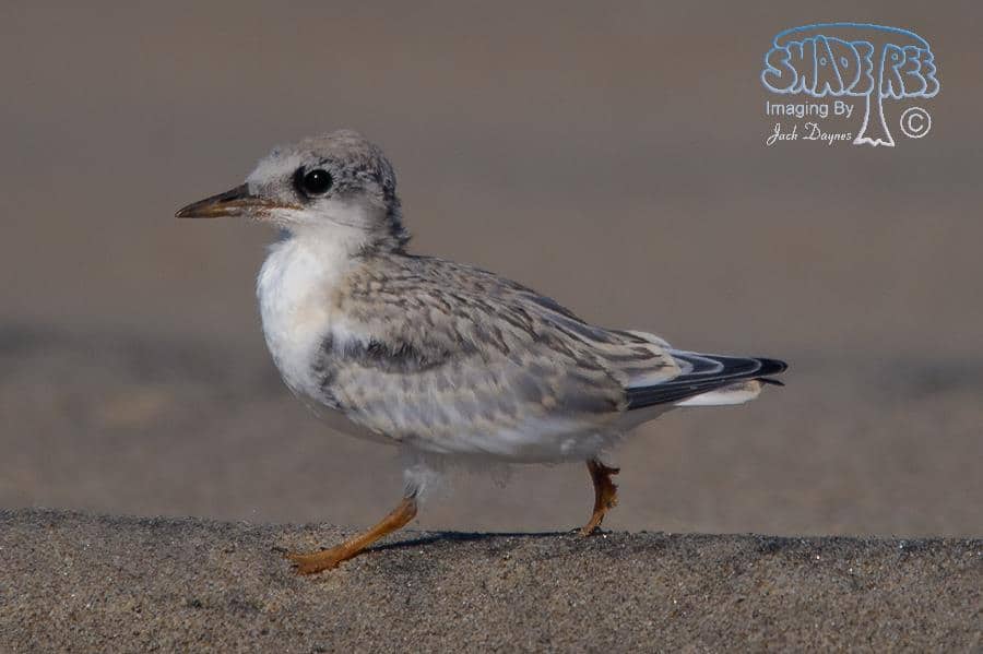 Least Tern - Sternula antillarum