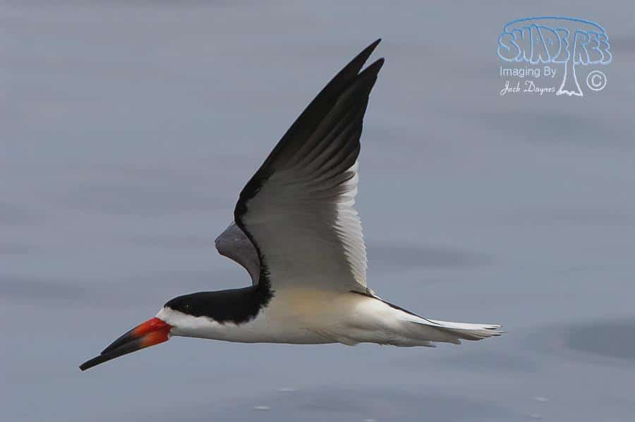 Black Skimmer - Rynchops niger