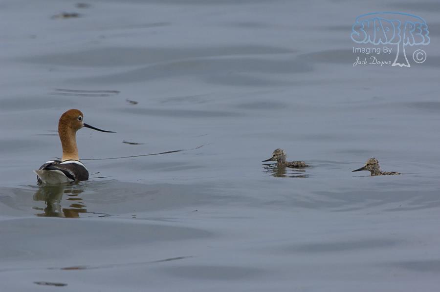 American Avocet - Recurvirostra americana