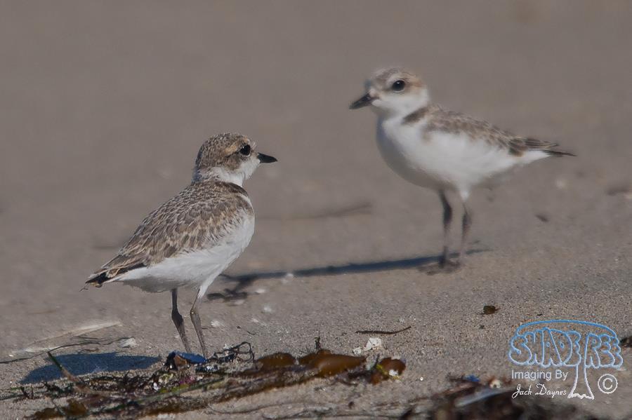 Snowy Plover - Charadrius alexandrinus