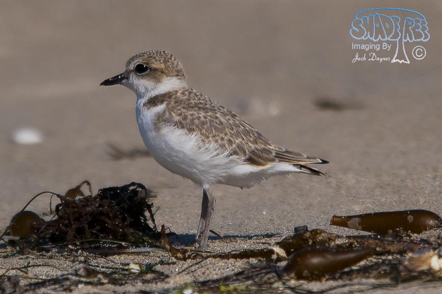 Snowy Plover - Charadrius alexandrinus