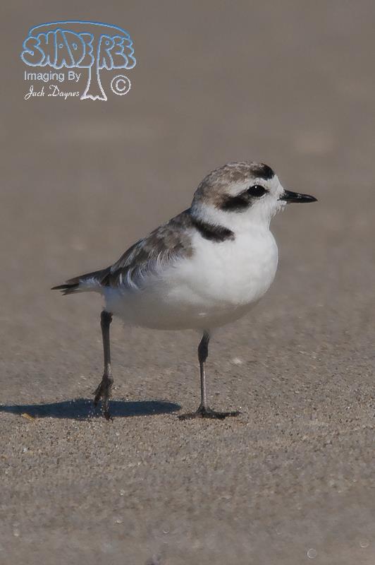 Snowy Plover - Charadrius alexandrinus