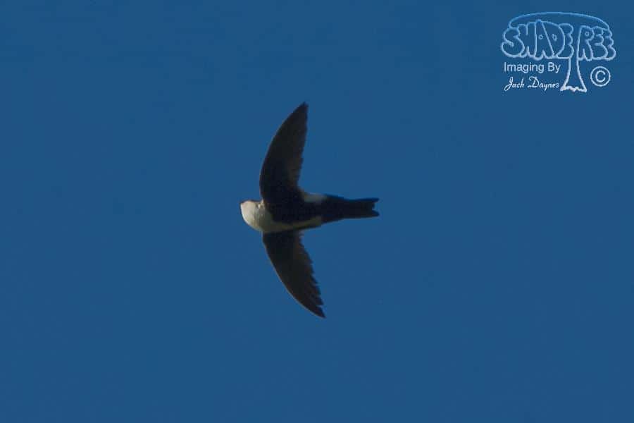 White-throated Swift - Aeronautes saxatalis
