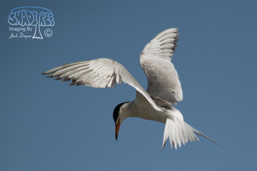 Forster's Tern - Sterna forsteri