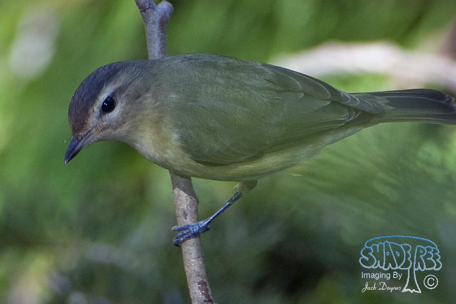 Warbling Vireo - Vireo gilvus