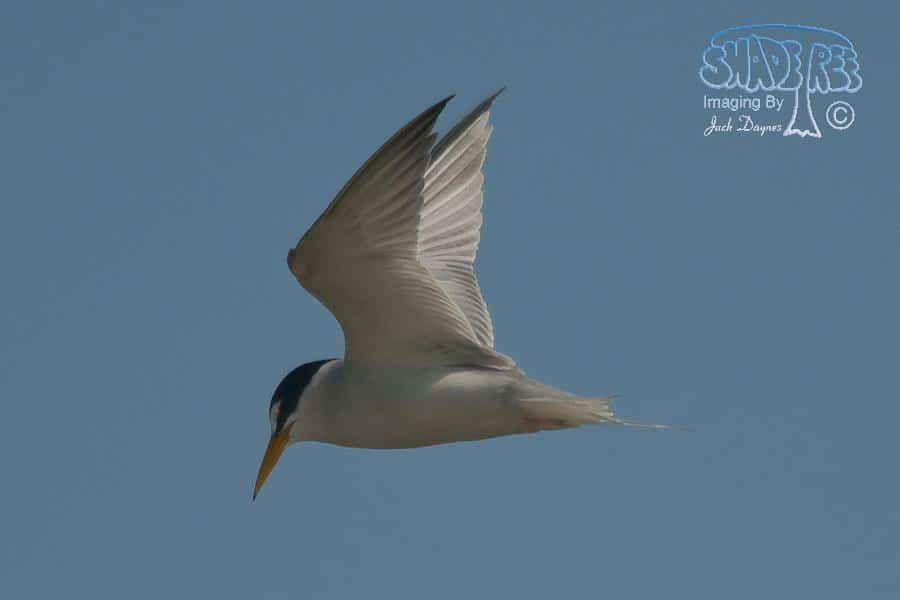 Least Tern - Sternula antillarum