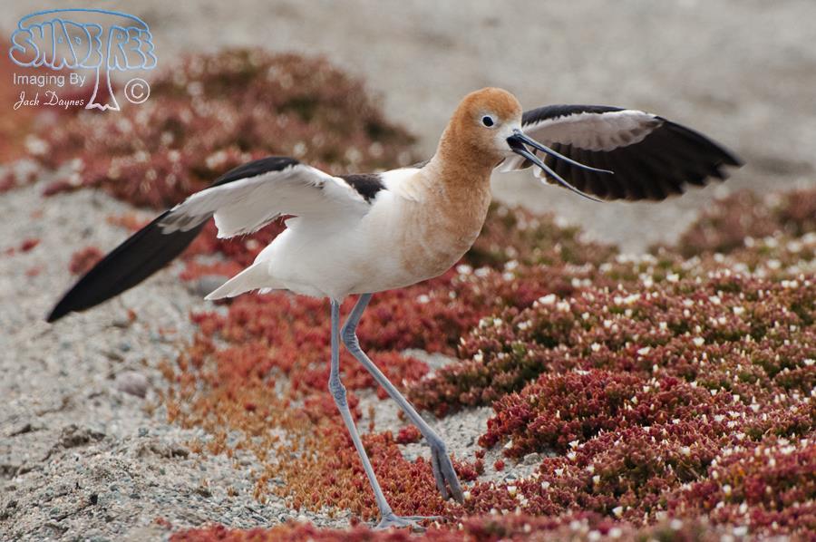 American Avocet - Recurvirostra americana