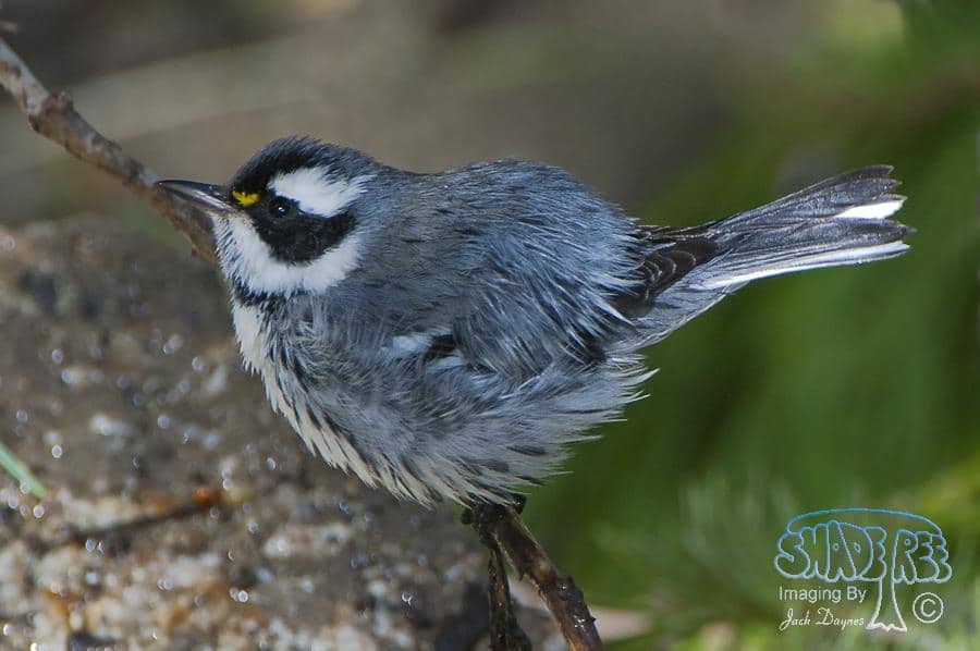 Black-throated Gray Warbler - Dendroica nigrescens