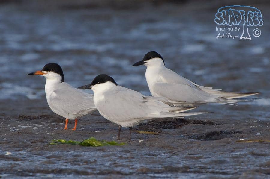 Gull-Billed Tern