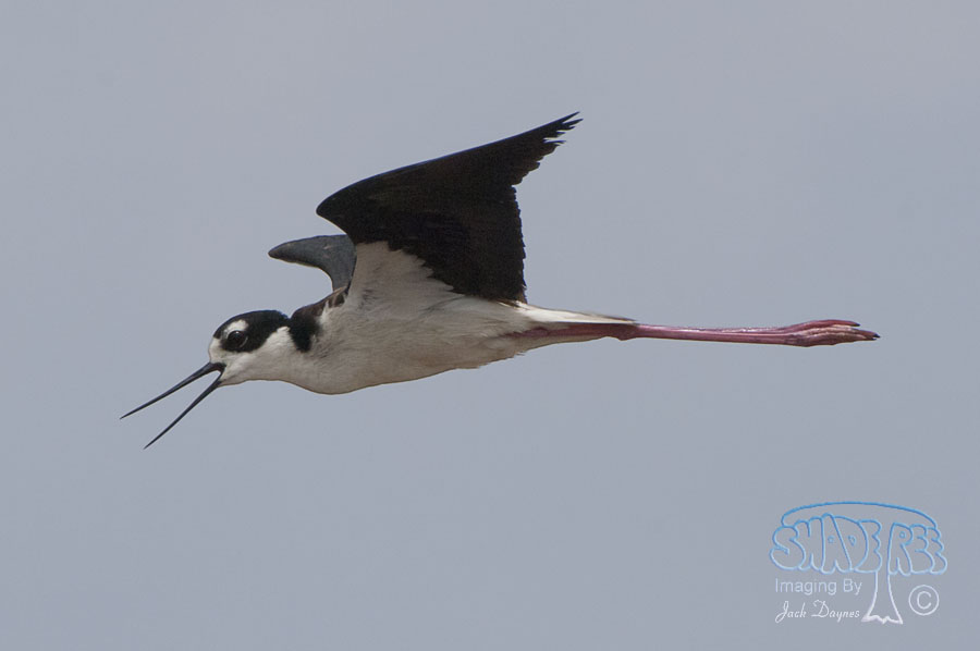 Black-Necked Stilt - Himantopus mexicanus