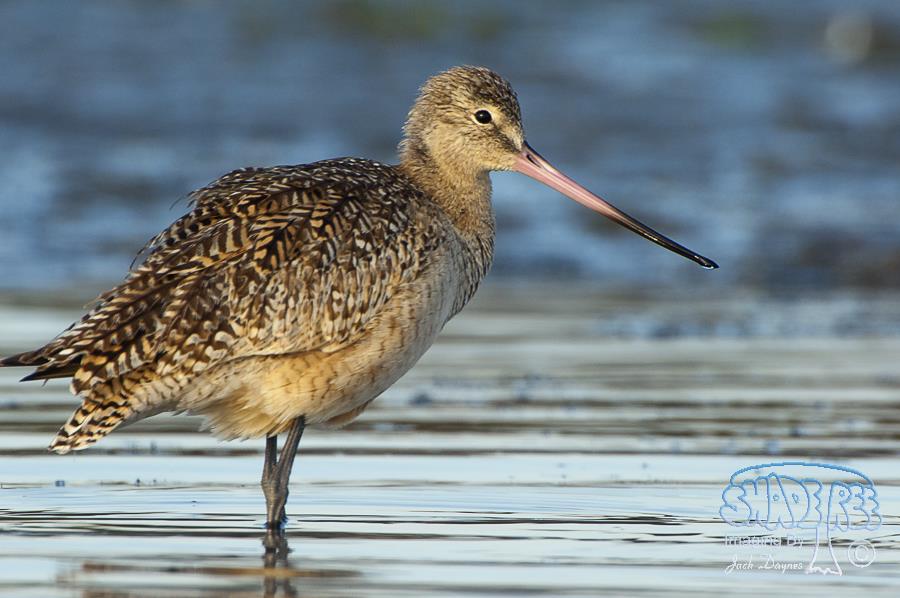 Marbled Godwit - Limosa fedoa