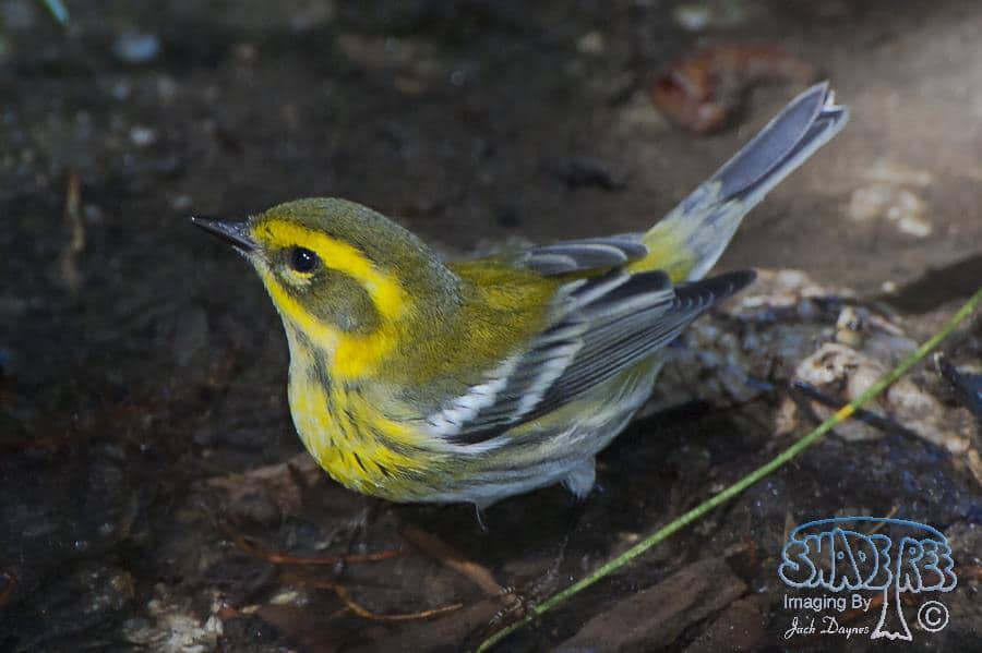 Townsend's Warbler - Dendroica townsendi