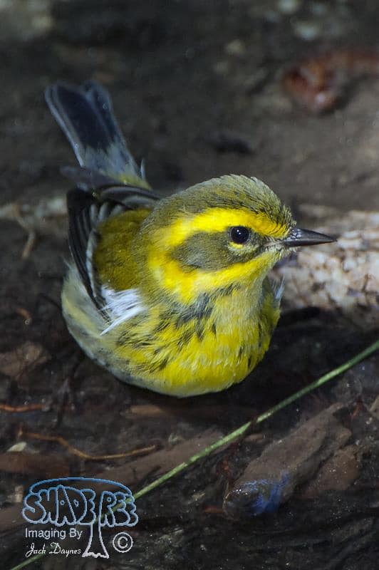 Townsend's Warbler - Dendroica townsendi