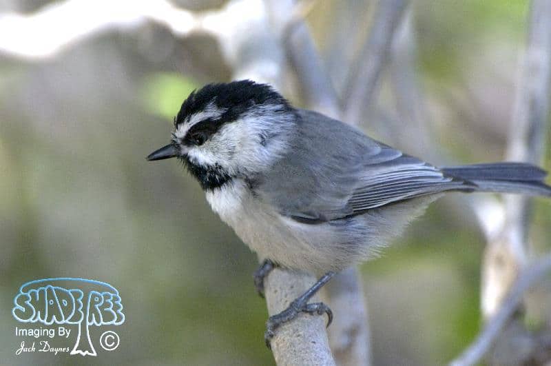Mountain Chickadee - Poecile gambeli